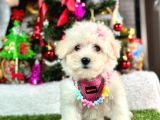 Sıfır Numara Mini Boy Maltese Yavrular