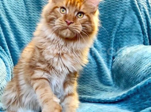 4 Aylık Show Class Red Mainecoon Erkek