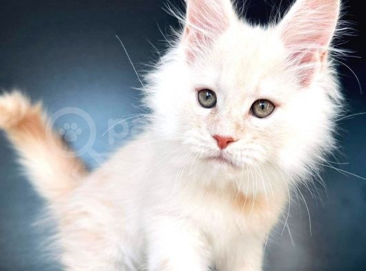 Safkan Mainecoon Erkek