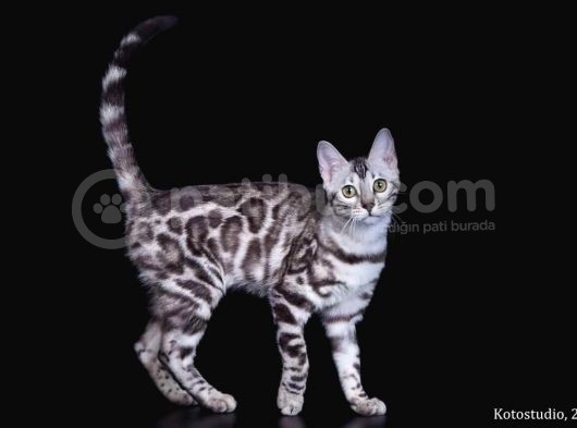 Silver Bengal 2 Yasında Kısır görsel