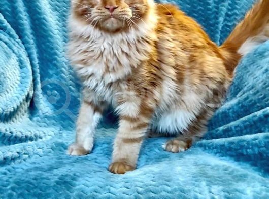 4 Aylık Show Class Red Mainecoon Erkek görsel