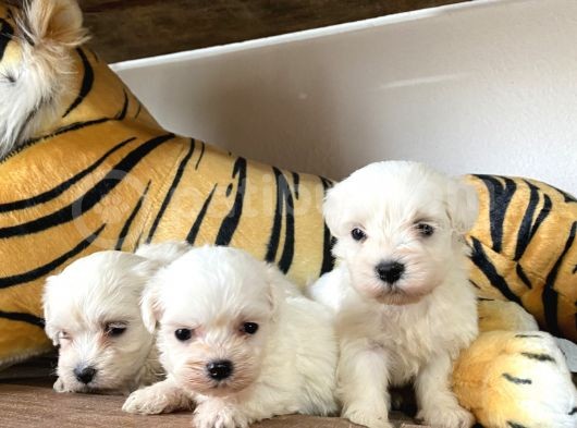 Ruhsatlı Köpek Çiftliğinden (Burkem) Maltes Terrier Yavrular görsel