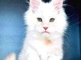 Safkan Mainecoon Erkek