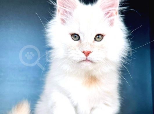 Safkan Mainecoon Erkek görsel