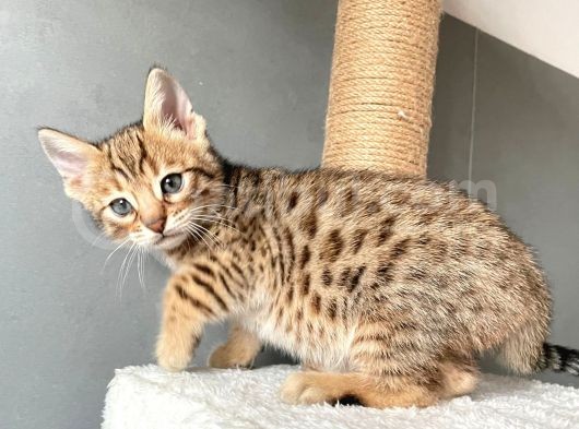 Savannah X Bengal Hybrid görsel