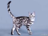 Silver Bengal 2 Yasında Kısır