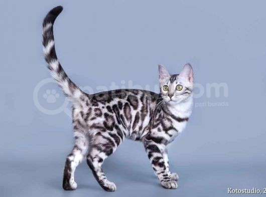 Silver Bengal 2 Yasında Kısır görsel