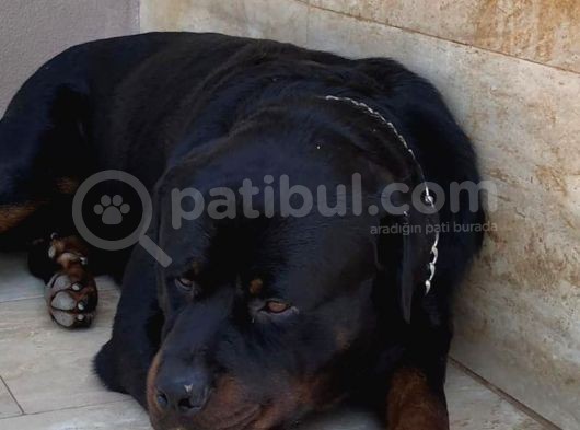 Saf Kan Rottweiler Bebekler görsel