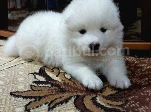 Harika Samoyed Bebekler