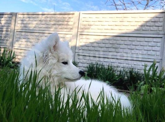 Harika Samoyed Bebekler