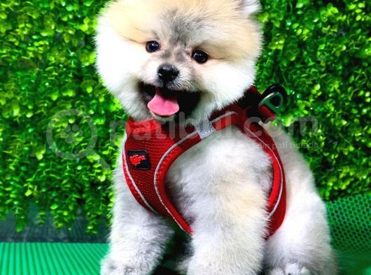 Muhteşem Pomeranian Bebekler görsel