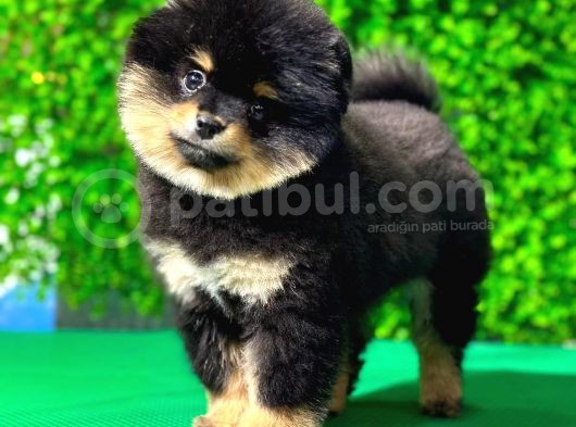 Muhteşem Pomeranian Bebekler