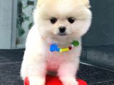 Dişi Ve Erkek Orijinal Pomeranian Boo