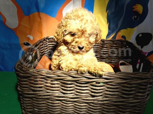 Dünya Güzeli̇ Toy Poodle Yavrularimiz