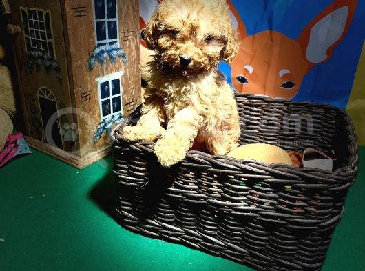 Dünya Güzeli̇ Toy Poodle Yavrularimiz görsel
