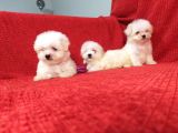 Muhteşem Maltese Terri̇er Yavrulari