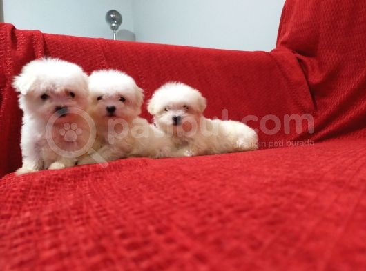 Maltese Terrier Yavruları görsel