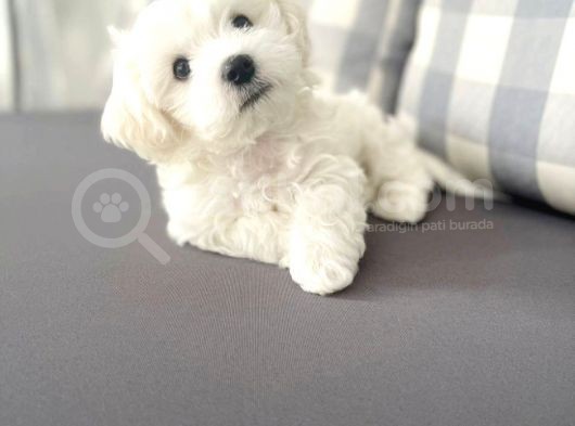 Maltesse Terrier Cinsi Güzel Yavrular  görsel