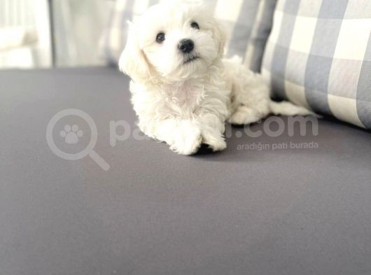 Maltesse Terrier Cinsi Güzel Yavrular 