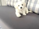 Maltesse Terrier Cinsi Güzel Yavrular 