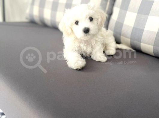 Maltesse Terrier Cinsi Güzel Yavrular 