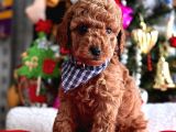 Safkan Toy Poodle Yavrularımız