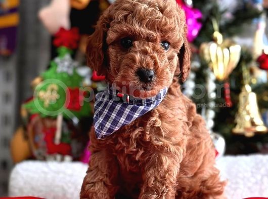 Safkan Toy Poodle Yavrularımız görsel