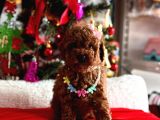 Safkan Toy Poodle Yavrularımız