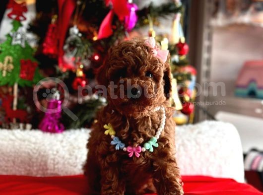 Safkan Toy Poodle Yavrularımız görsel