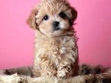 Di̇zayn Irk Kali̇teli̇ Malti̇poo Yavrulari