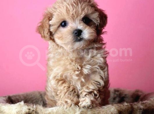 Di̇zayn Irk Kali̇teli̇ Malti̇poo Yavrulari görsel