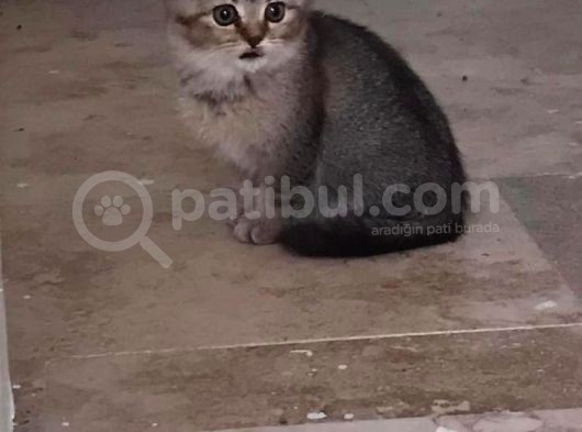 2Aylık British Longhair görsel