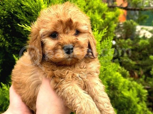 Show Düzey Red Toy Poodle Yavrumuz