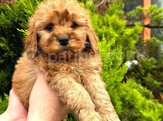 Show Düzey Red Toy Poodle Yavrumuz görsel