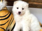 Muhteşem Samoyed Bebekler A Kali̇te