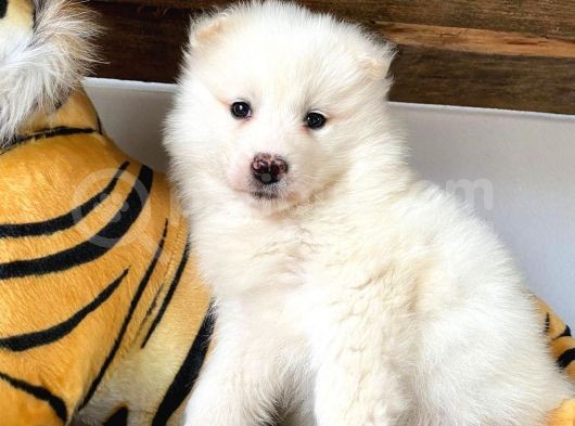 Muhteşem Samoyed Bebekler A Kali̇te görsel