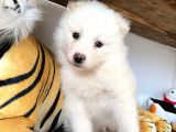 Muhteşem Samoyed Bebekler A Kali̇te