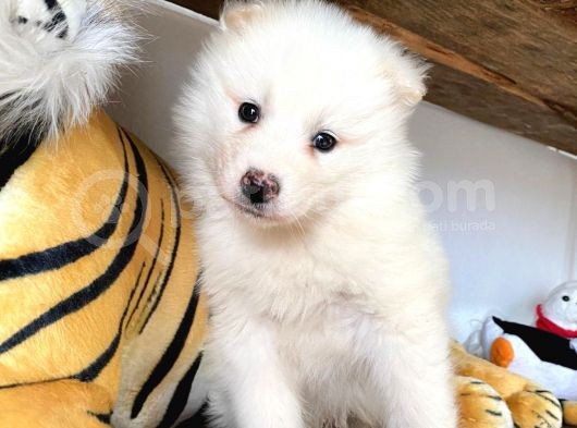 Muhteşem Samoyed Bebekler A Kali̇te görsel