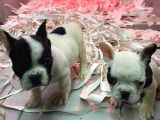French Bulldog A Kali̇te Bebekler