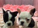 French Bulldog A Kali̇te Bebekler