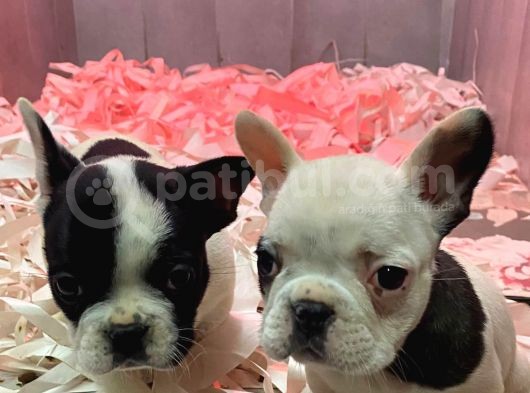 French Bulldog A Kali̇te Bebekler