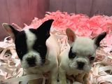 French Bulldog A Kali̇te Bebekler
