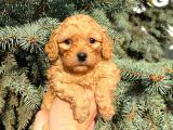 Show Düzey Red Toy Poodle Yavrumuz