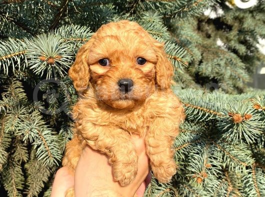 Show Düzey Red Toy Poodle Yavrumuz görsel