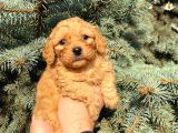 Show Düzey Red Toy Poodle Yavrumuz