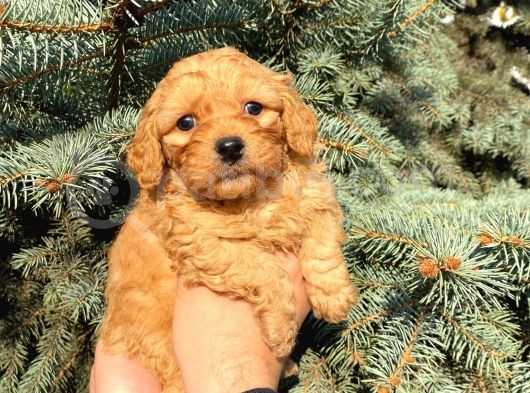 Show Düzey Red Toy Poodle Yavrumuz görsel