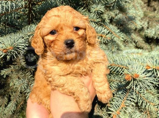Show Düzey Red Toy Poodle Yavrumuz