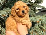 Show Düzey Red Toy Poodle Yavrumuz