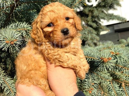 Show Düzey Red Toy Poodle Yavrumuz görsel