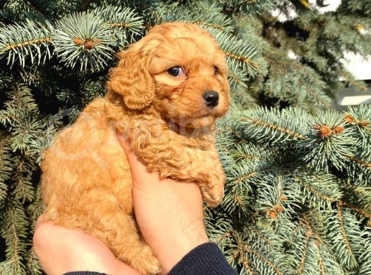 Show Düzey Red Toy Poodle Yavrumuz görsel